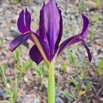 Iris filifolia Cvet