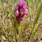 Castilleja exserta Flors