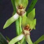 Maxillaria gomeziana Плод