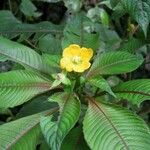 Ludwigia foliobracteolata Other