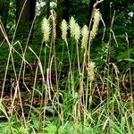 Phyteuma spicatum Habit