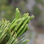 Pinus albicaulis Fruit