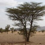 Vachellia tortilis Hoja