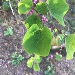 Cercis occidentalis Hostoa