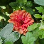Dendranthema grandiflorum Flor