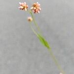 Persicaria sagittata Кветка