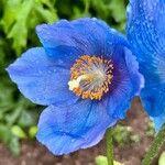 Meconopsis betonicifolia Flower
