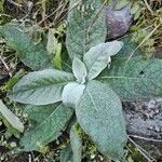 Verbascum thapsus Leaf