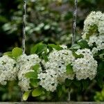 Crataegus crus-galliЦветок