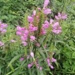 Physostegia virginianaFlor