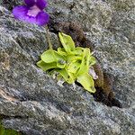 Pinguicula grandiflora Folha