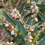 Hibbertia podocarpifolia Õis