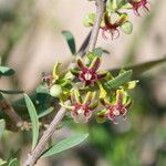 Periploca angustifolia Цвят