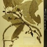 Daphniphyllum himalense Nyingine