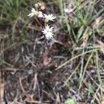 Lithophragma glabrum Λουλούδι