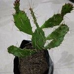 Opuntia monacantha 葉