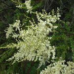 Adenostoma fasciculatum Hoja
