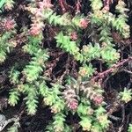 Sedum moranense Leaf