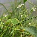 Galium palustre 花