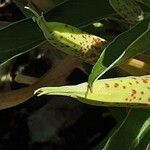 Oenothera macrocarpa Frukto