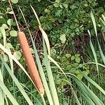 Typha angustifolia 果實