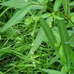 Persicaria minor Feuille