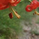 Lilium pomponium Blodyn