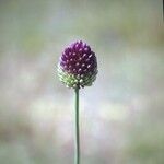 Allium sphaerocephalonFlower