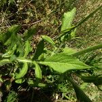 Knautia integrifolia Folla