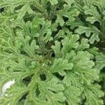 Selaginella concinna Hoja