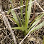 Camassia scilloides Azala