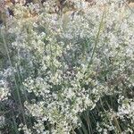 Galium mollugo Blüte