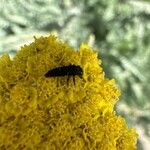 Achillea clypeolata Blomst