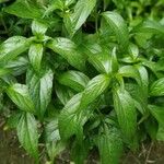 Andrographis paniculata Blad