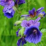 Geranium ibericum List