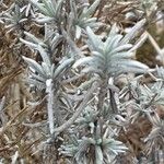 Lavandula × intermedia Leaf