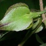 Drymonia serrulata Folha