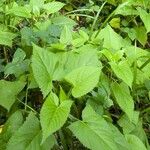 Salvia glutinosa Leaf