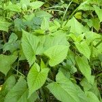 Salvia glutinosa Folio