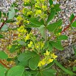 Berberis aggregata Flower