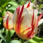 Tulipa grengiolensis Flower