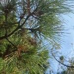 Pinus elliottii Folha