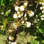 Aphloia theiformis Fruit