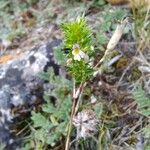 Euphrasia pectinata ফুল