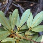 Cossinia trifoliata पत्ता