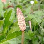 Equisetum arvenseFruit