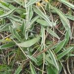 Antennaria carpatica 葉