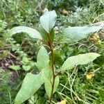 Populus balsamifera叶