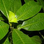 Psychotria elata Цвят