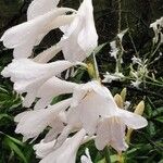 Watsonia borbonica Blüte